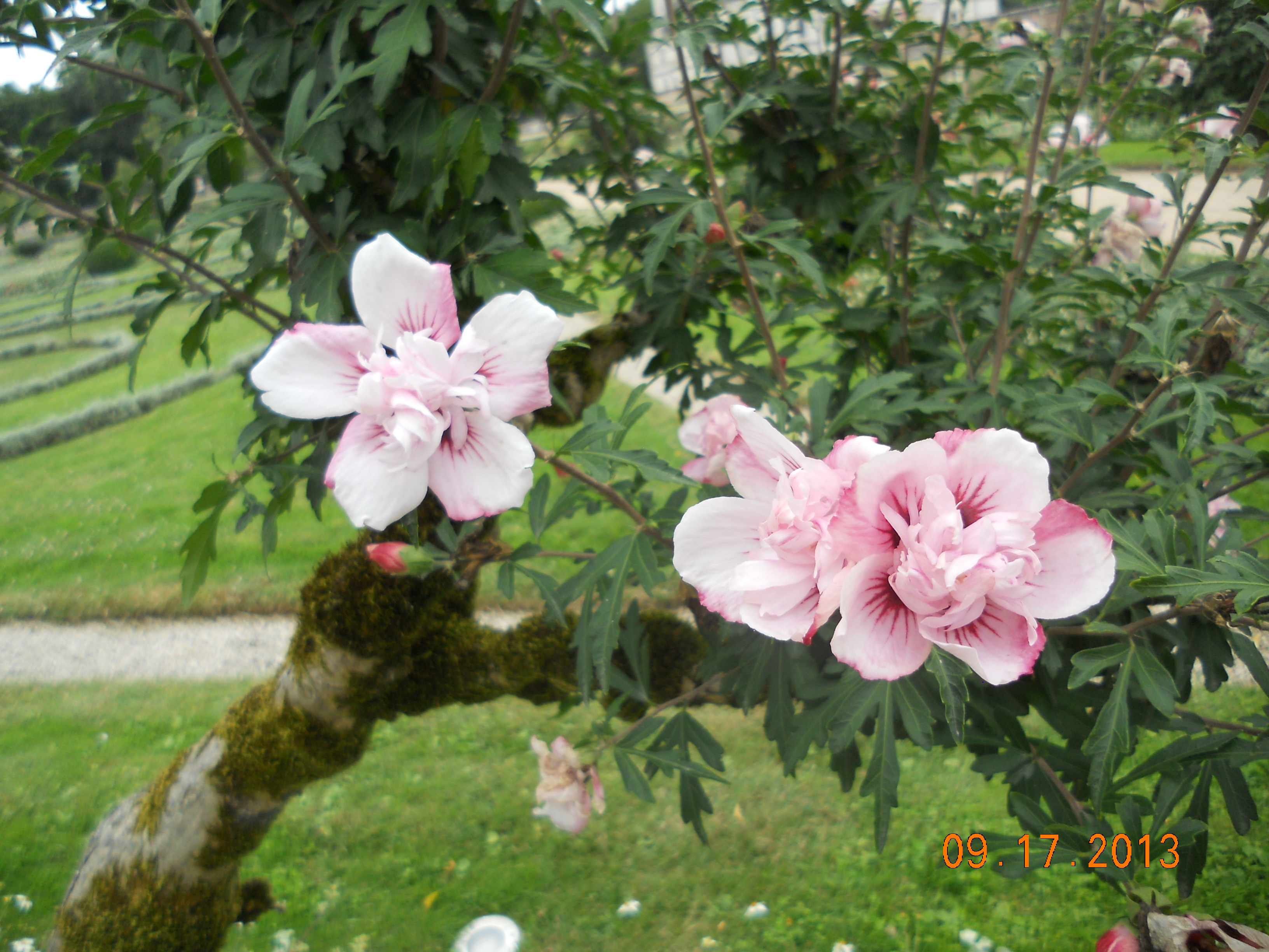20190619-1