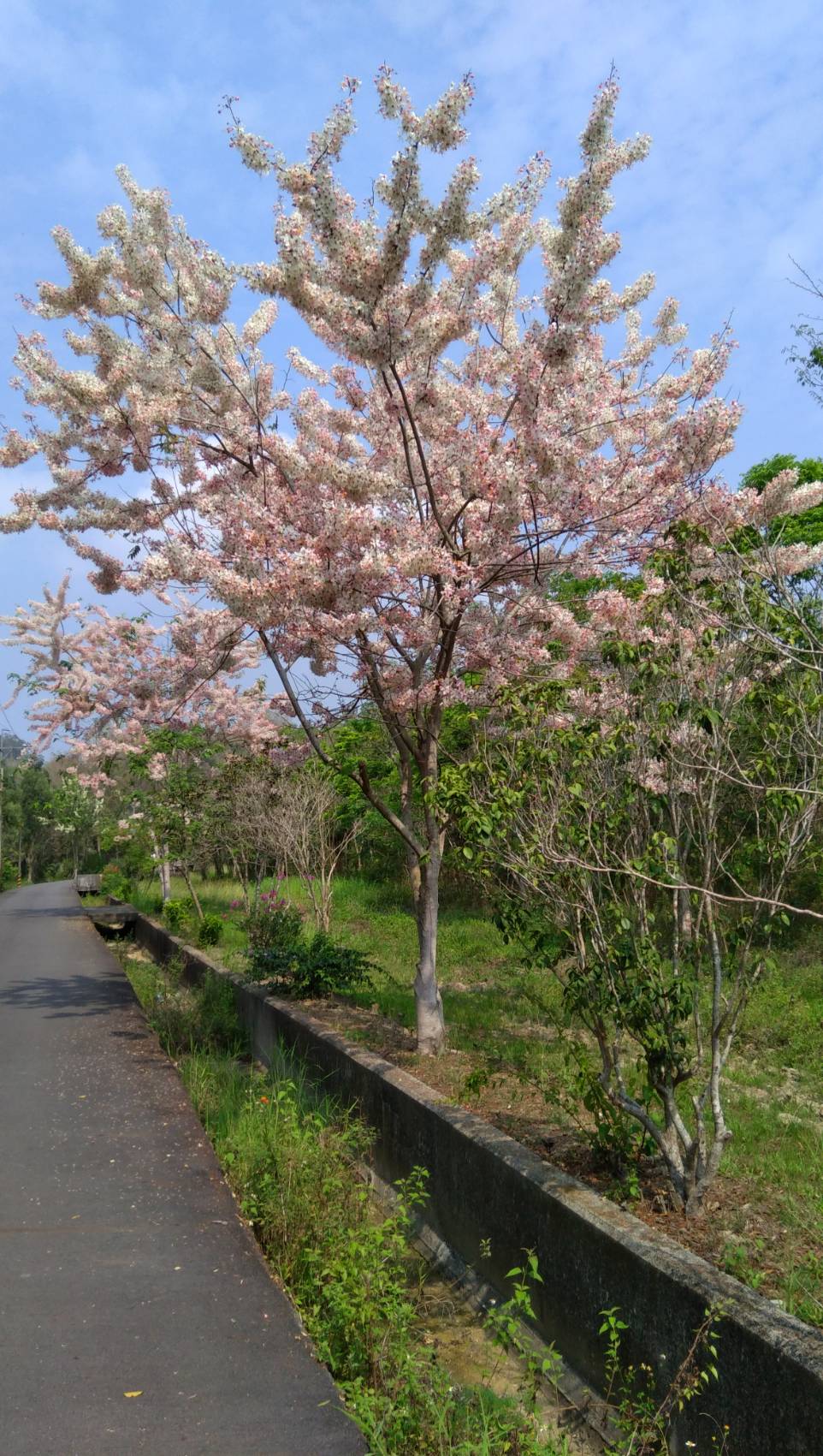風景