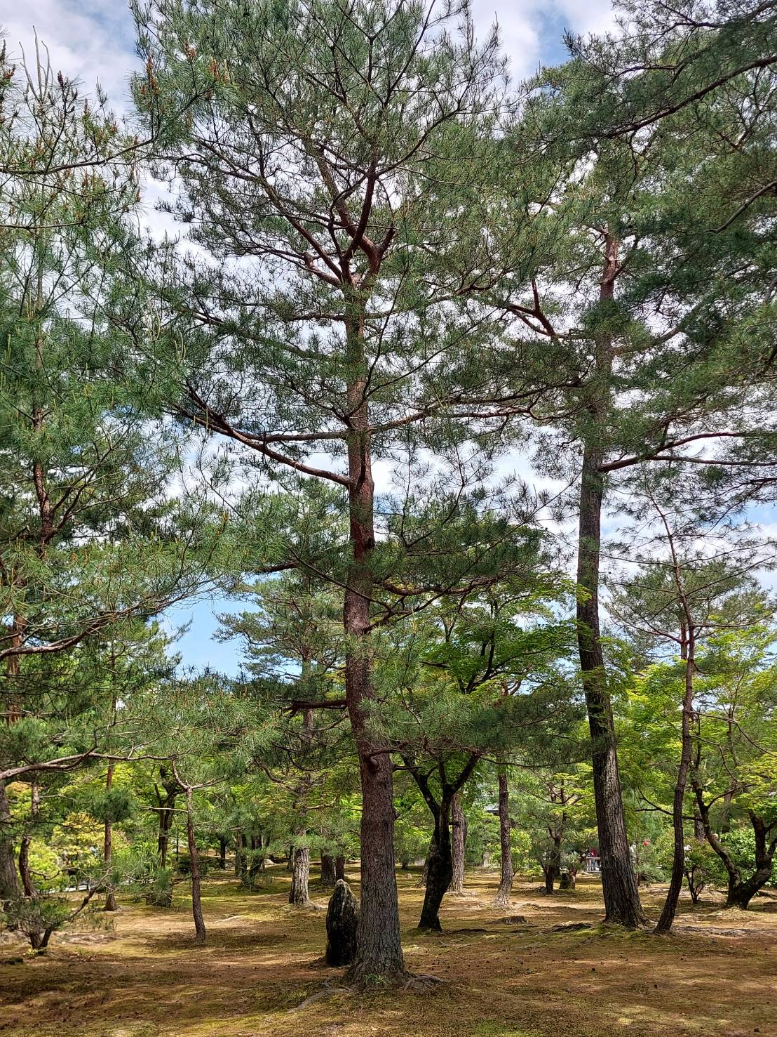 風景