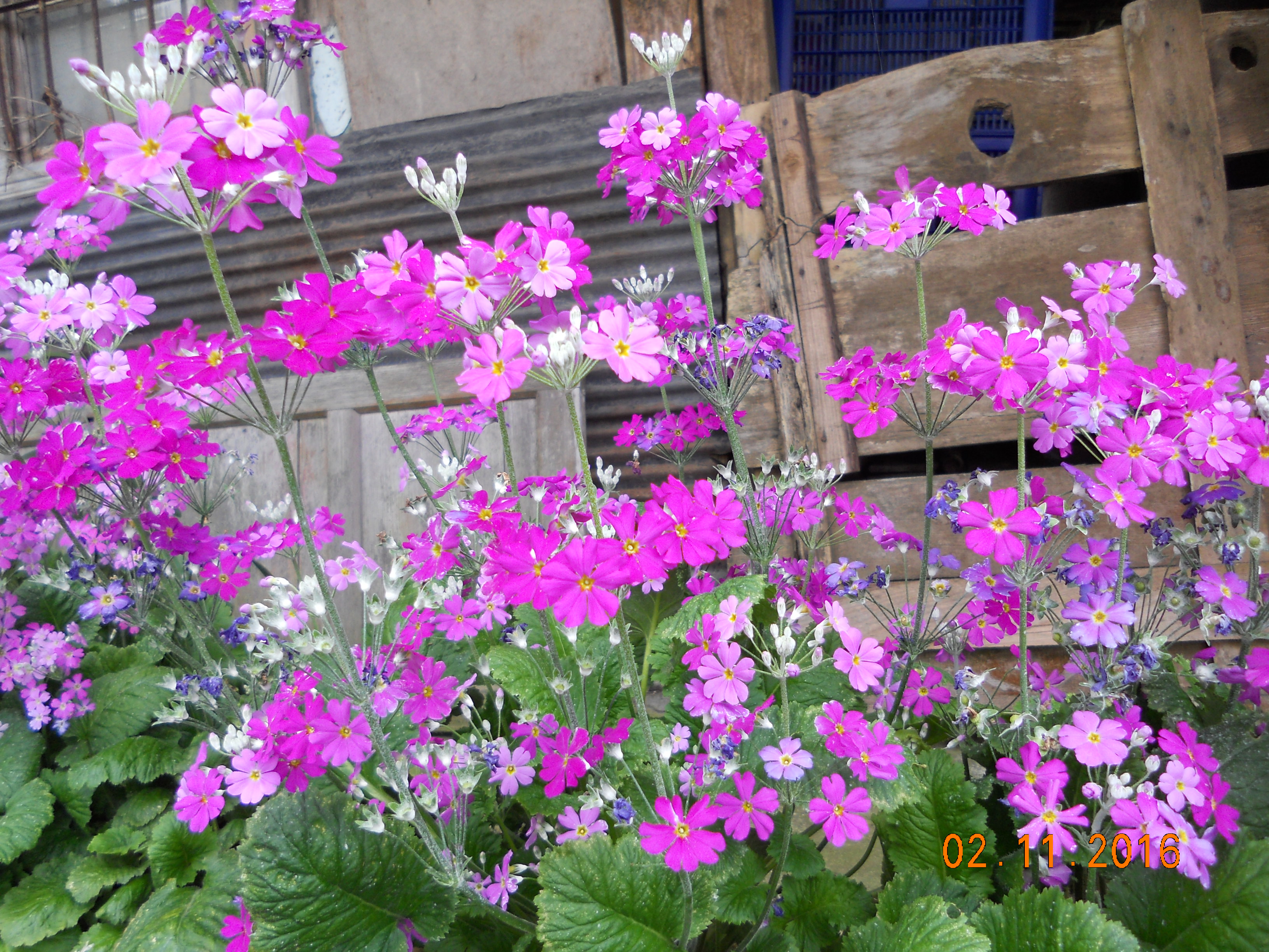 DSCN5730.JPG