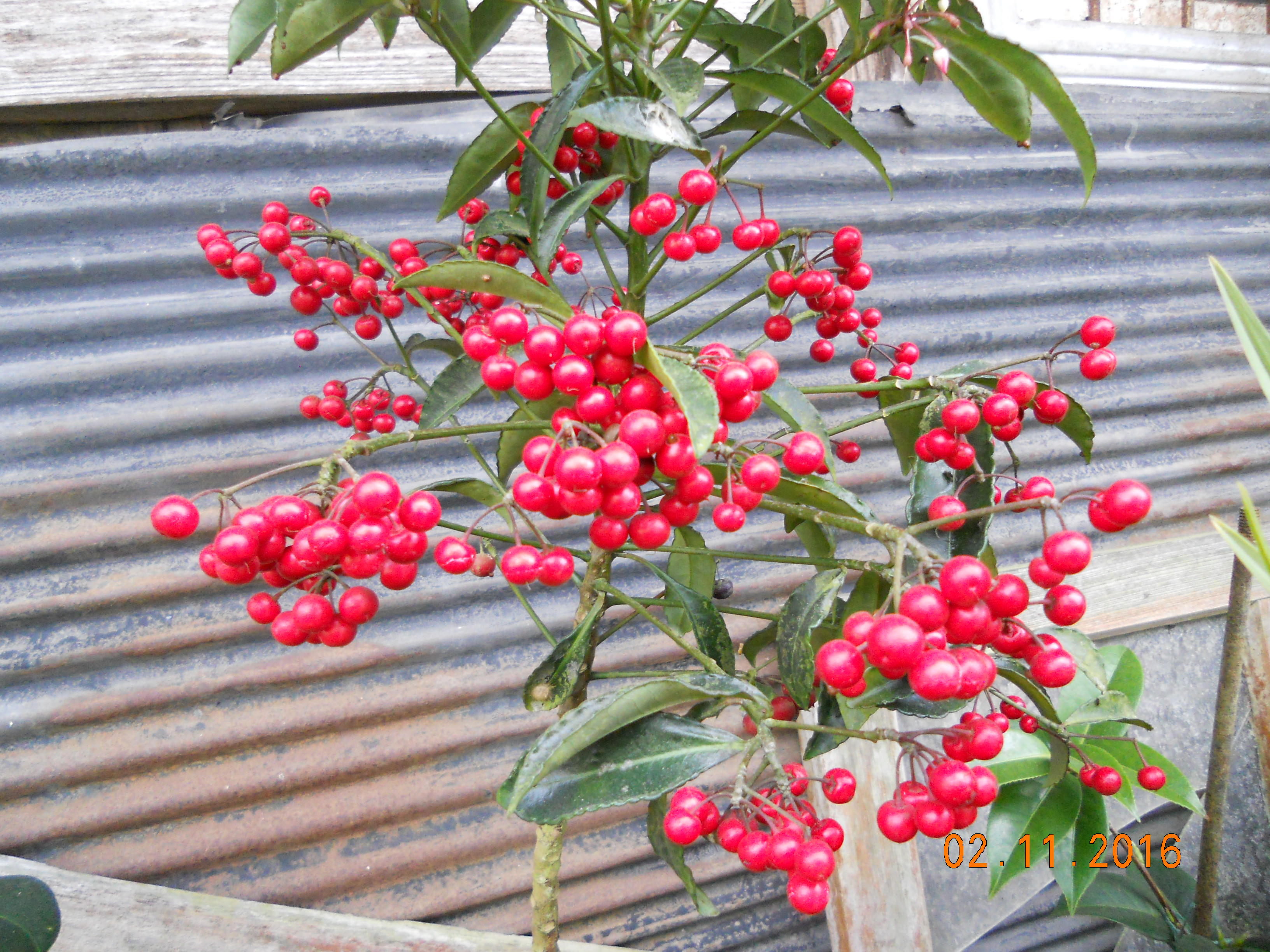 DSCN5732.JPG
