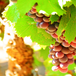 grape100-100.jpg