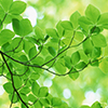 leaves-100-100.jpg